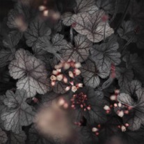 swallowedskycover