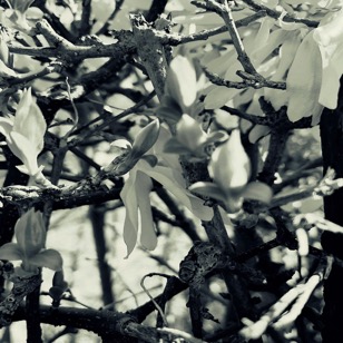 UNADJUSTEDNONRAW_thumb_8c0